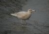 Glaucous Gull at Hole Haven Creek (Steve Arlow) (48184 bytes)